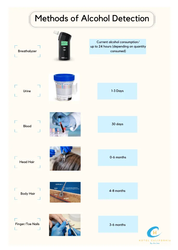 does drinking water lower bac faster How Long Does Alcohol Stay in Your System?