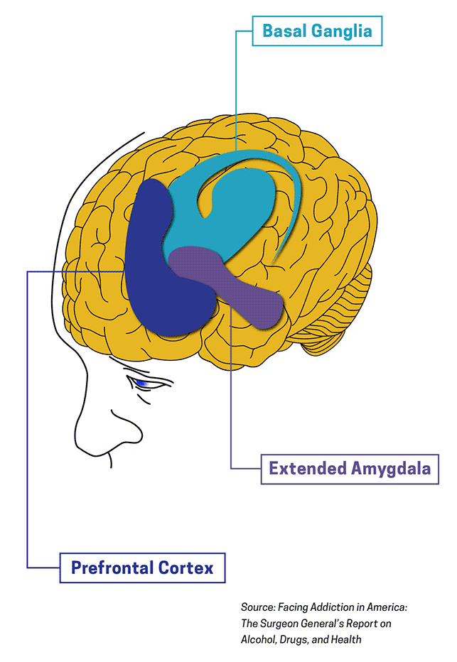 Drawing of brain showing basal ganglia, extended amygdala, and prefrontal cortex to present what parts of a brain drugs affect. Source- Surgeons General's Report