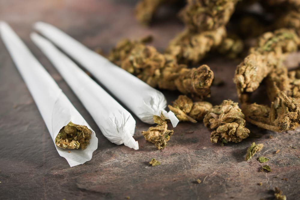 Rolled up Marijuana Joints lying near marijuana buds