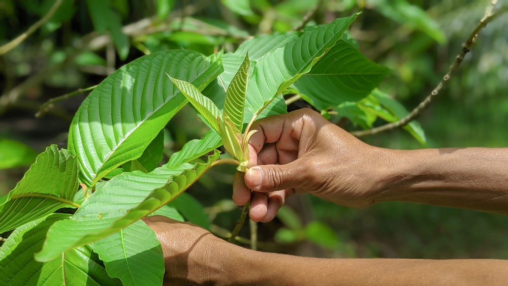 Close up of two hands picking kratom leaves outside in the sun