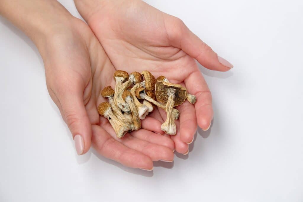 Two hands together holding magic mushrooms and contemplates the question, are shrooms addictive?