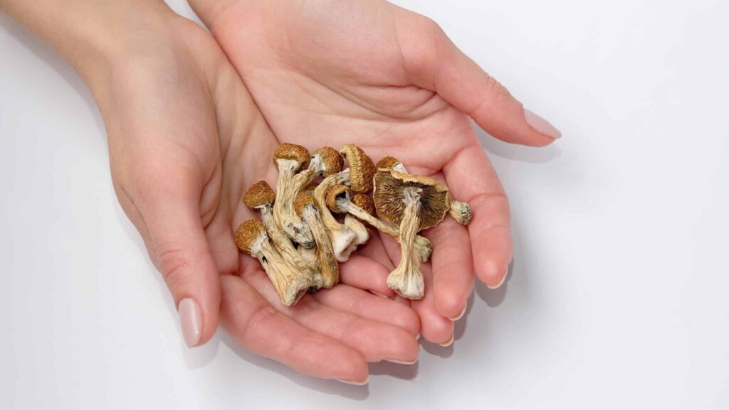 Two hands together holding magic mushrooms and contemplates the question, are shrooms addictive?