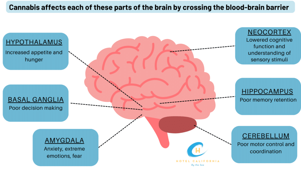 Infograph showing how cannabis affects different aspects of brain function.