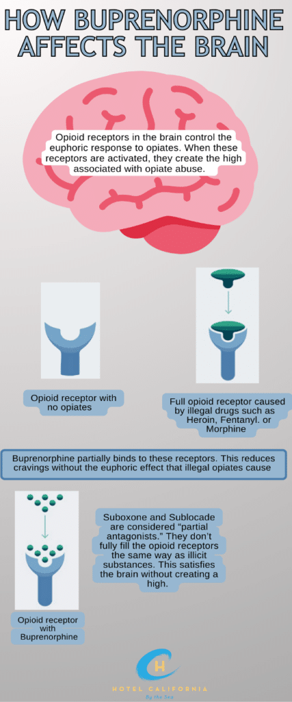 "how buprenorphine affects the brain" infograph with graphs of opioid receptors and buprenorphine