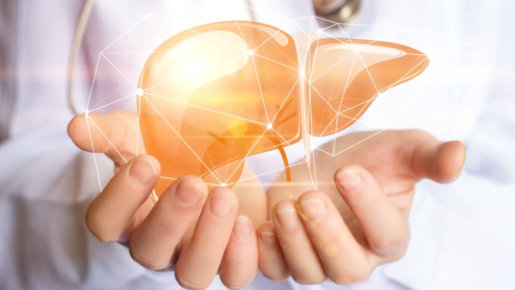 A medical clinicians hands hold up a 3-d graphic of a liver represents signs your liver is healing from alcohol.