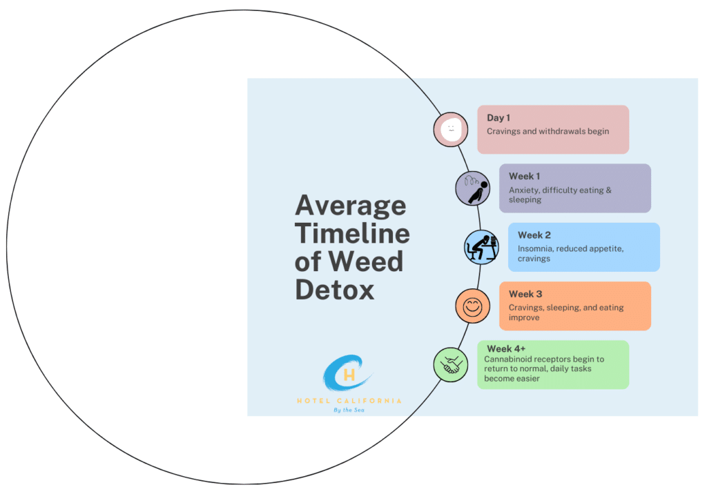 Infograph showing the average timeline of weed detox.