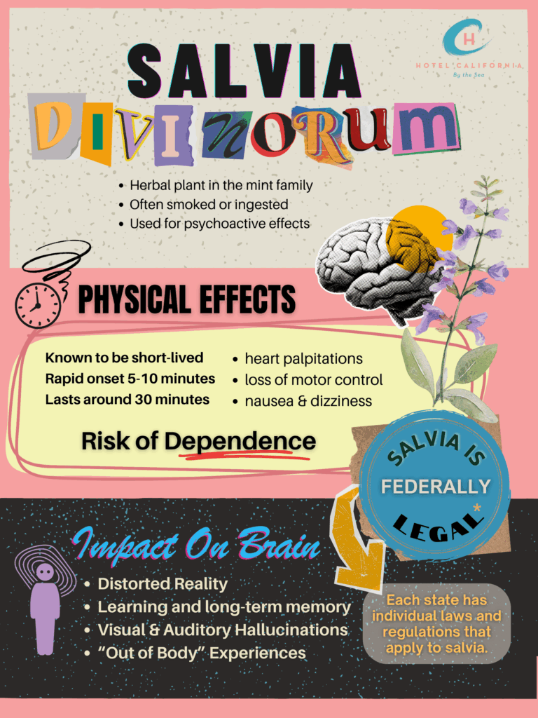 Infograph with information about salvia divinorum and its impact on the body.