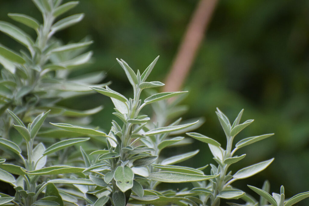 A Salvia divinorum plant that begs the questions if Salvia divinorum is legal.