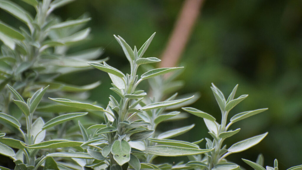 A Salvia divinorum plant that begs the questions if Salvia divinorum is legal.