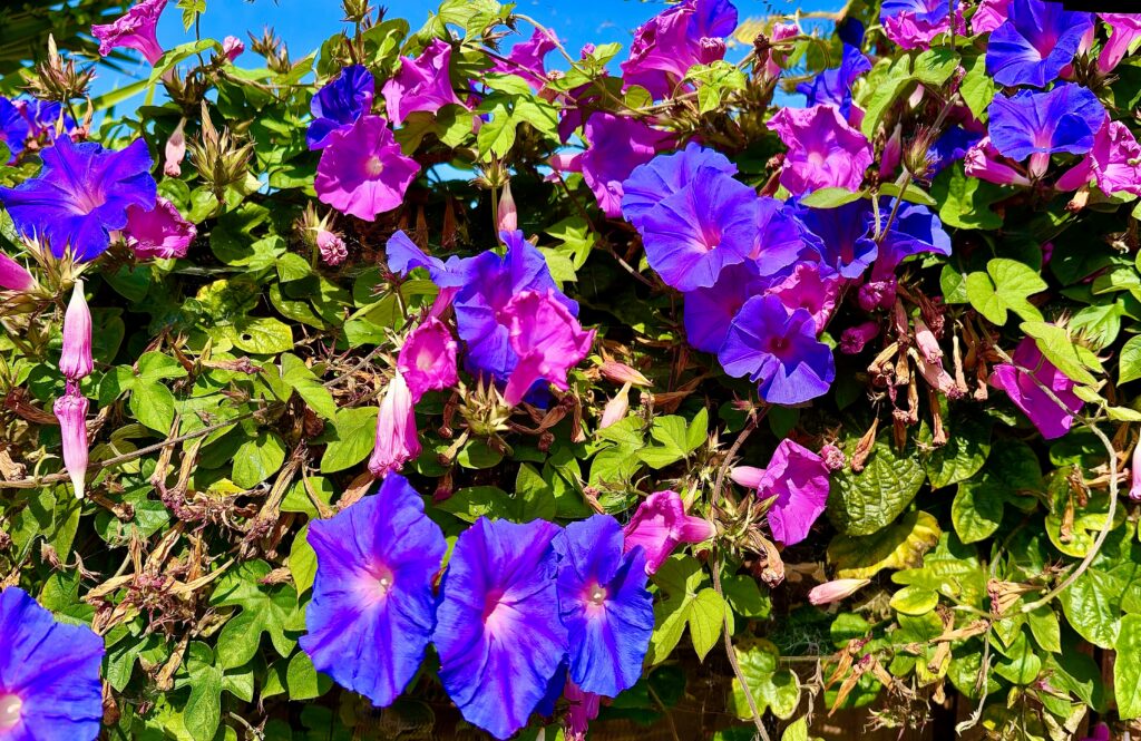 A bush of blue and purple morning glory flowers.