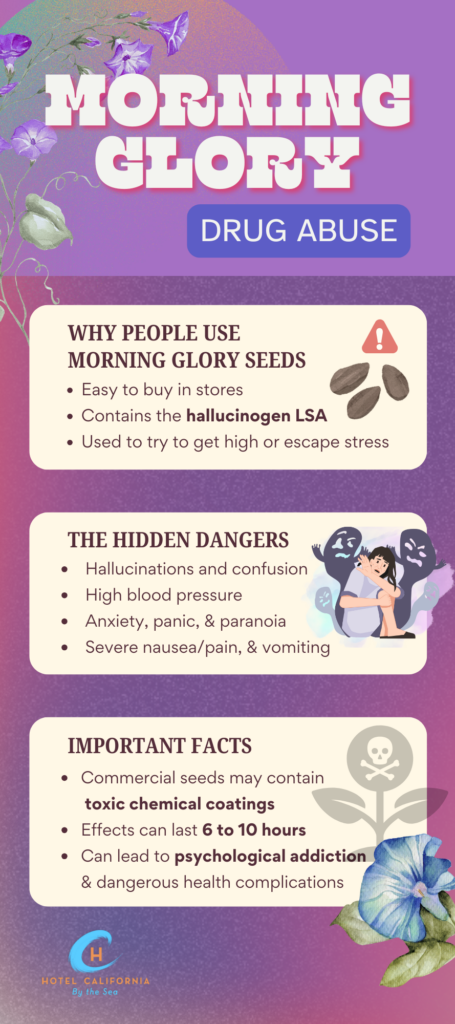 Infograph showing the impact of morning glory drug abuse.